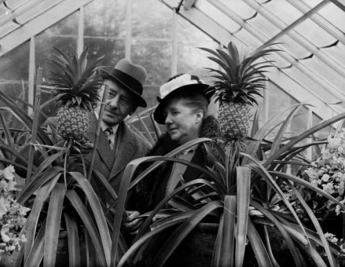 If You See An Upside Down Pineapple What Does It Mean Flipboard