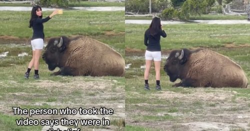 Woman Slammed for Taking Selfie With Wild Bison, Endangering Animal’s Life