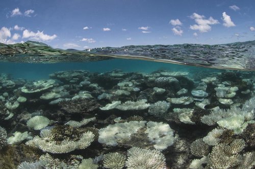 Scientists confirm fourth global mass coral bleaching event