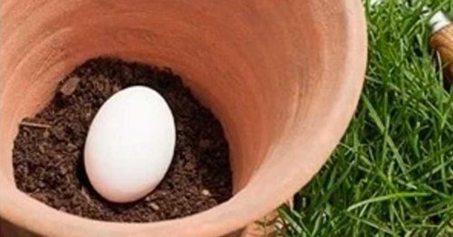 Bury a raw egg in a planter and here's the effect on your garden