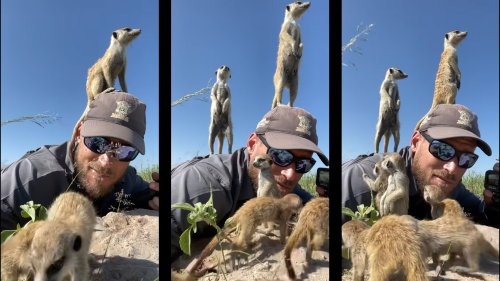 Watch: Adorable meerkats climb on a photographer to get a better view