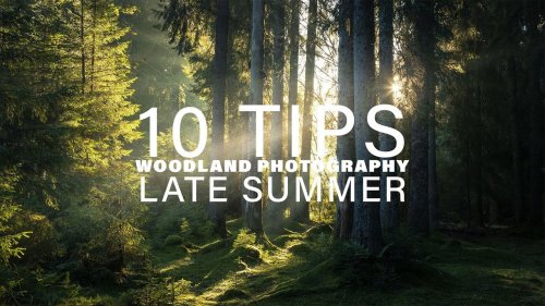 10 tips for late summer and early autumn woodland photography - DIY Photography