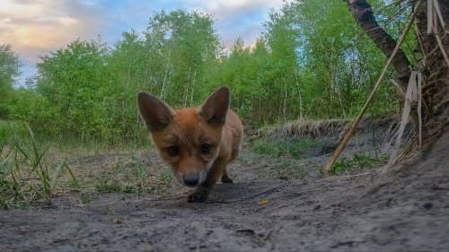 A group of baby foxes found recording GoPro and decided to have a play with it