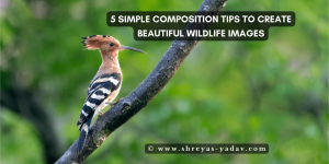 Five basic composition techniques for stunning wildlife photos