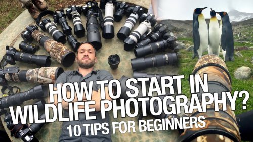 Want to be a wildlife photographer? Start here