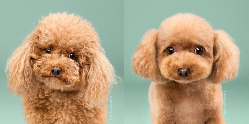 Photographer shoots adorable dog photos before and after a trim at the groomer
