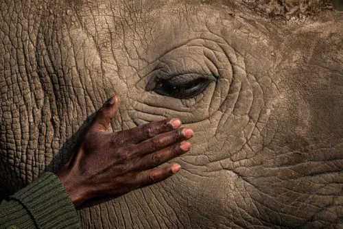 Moving photos of the world’s last Northern White white rhino and her keeper win 2022 Travel Photographer of the Year