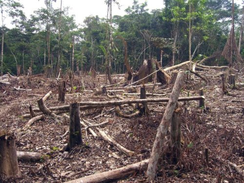 Ureinwohner fordern Erhalt des Amazonasgebietes