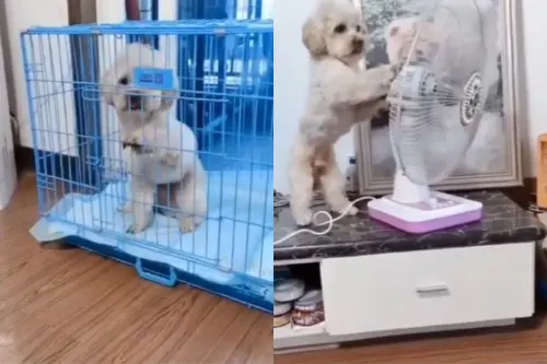 Animal Viral Video: Smart Puppy! Dog Walks Out of the Cage, Adjusts the Fan and Walks Back in, Internet in Awe; Watch