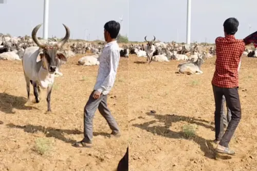 Viral Video: Man Provokes Cow, Tries to Hit His Friend With Red Cloth; Watch to See What Happens Next