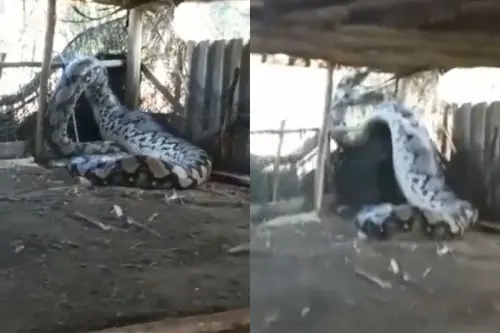 Animal Viral Video: Unbelievable! Giant Serpent Unearthed in Indian Countryside, Length and Breadth Will Blow Your Mind Off, Watch