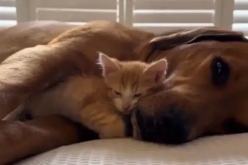 Animal Viral Video: Friendship Goals Redefined! The Cozy Relationship Between Dog and Cat is mystifying; WATCH