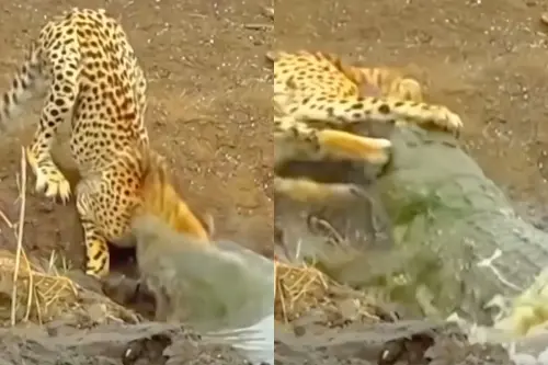 Animal Viral Video: Chilling! Leopard’s Leisure Time Turns Nightmare, Crocodile Pounces on the Canine in Swift Acrion; Watch to see what happens