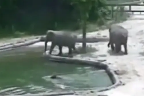 Animal Viral Video: Others Before Self! Elephants Rescue a Baby Elephant in the Most Intelligent Way; Watch