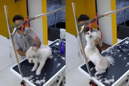 Viral Video: Horrifying! Pet Groomer in Navi Mumbai Caught on Video Beating Dogs, Internet Reacts