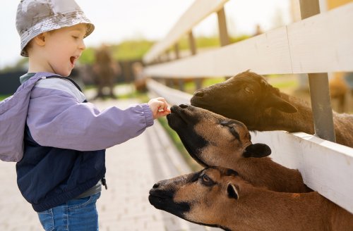 Après une visite dans une ferme, un enfant de 4 ans ramène une infection parasitaire qui aurait pu le tuer