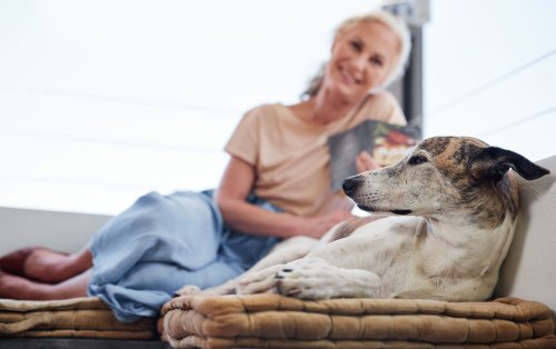 Vous comprenez certainement moins bien les émotions de votre chien que vous le pensez
