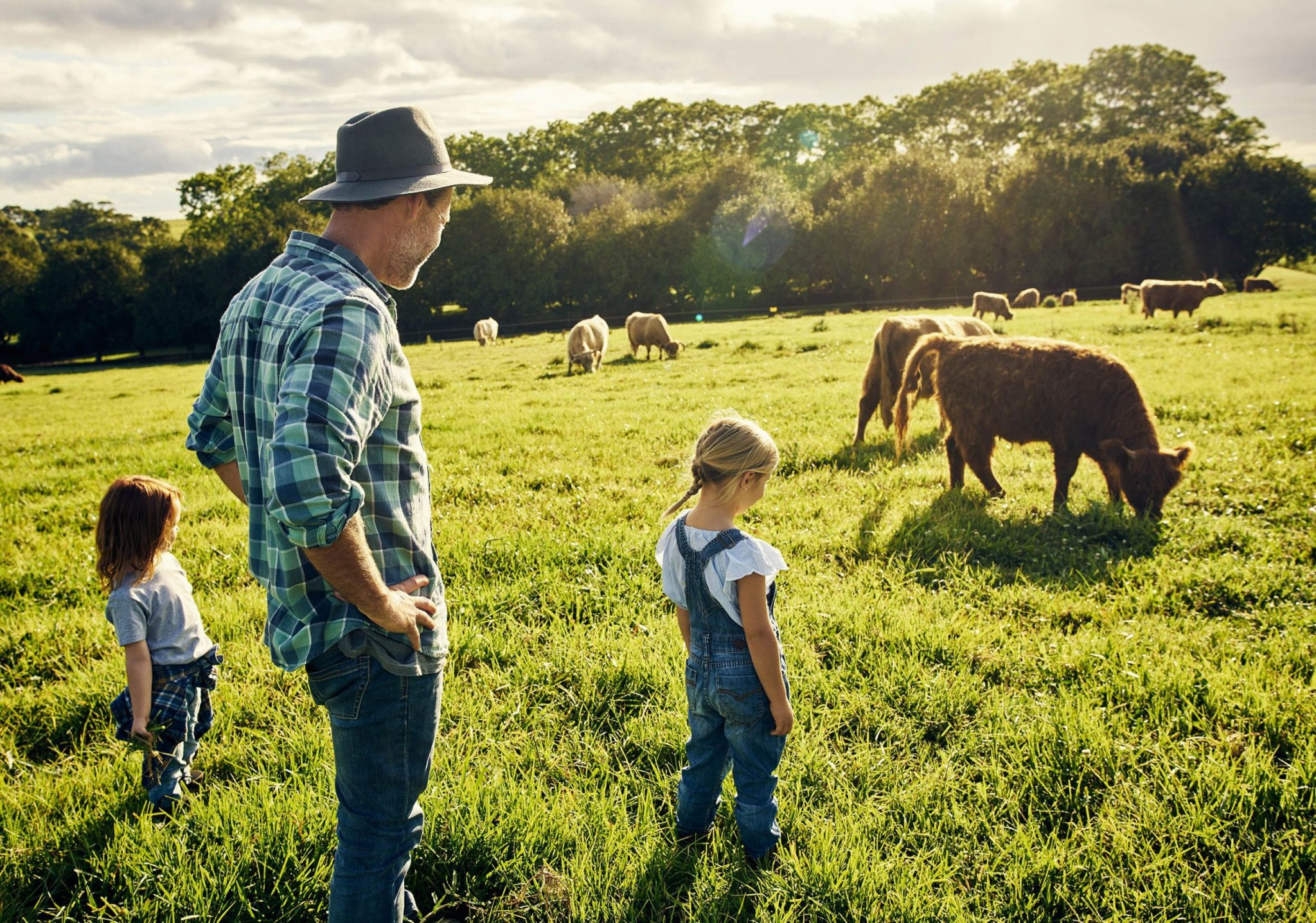 Climat : pour de bons fromages, maintenir l’herbe dans les rations des vaches, indique une étude française