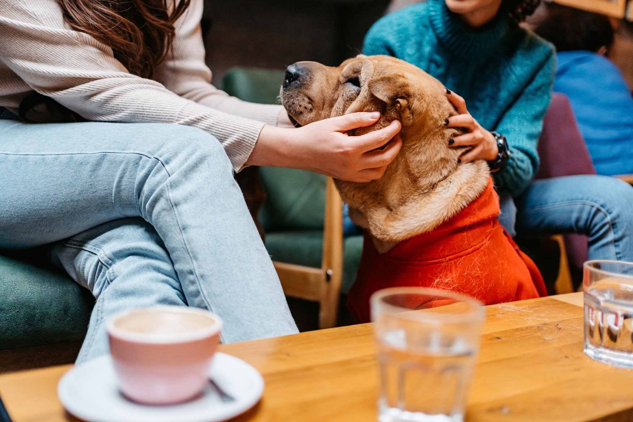 Le chien, meilleur ami de l'homme... et pire ennemi de la nature ?