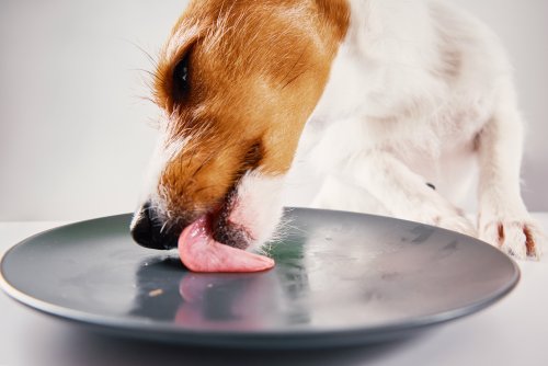Non, votre chien ne doit pas "pré-laver" la vaisselle, et voici pourquoi c’est risqué