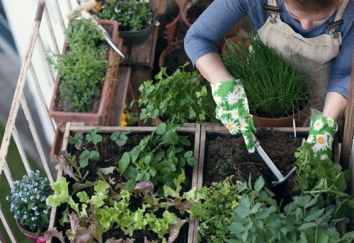 Produire ses propres aliments, une autre solution pour défendre son pouvoir d'achat