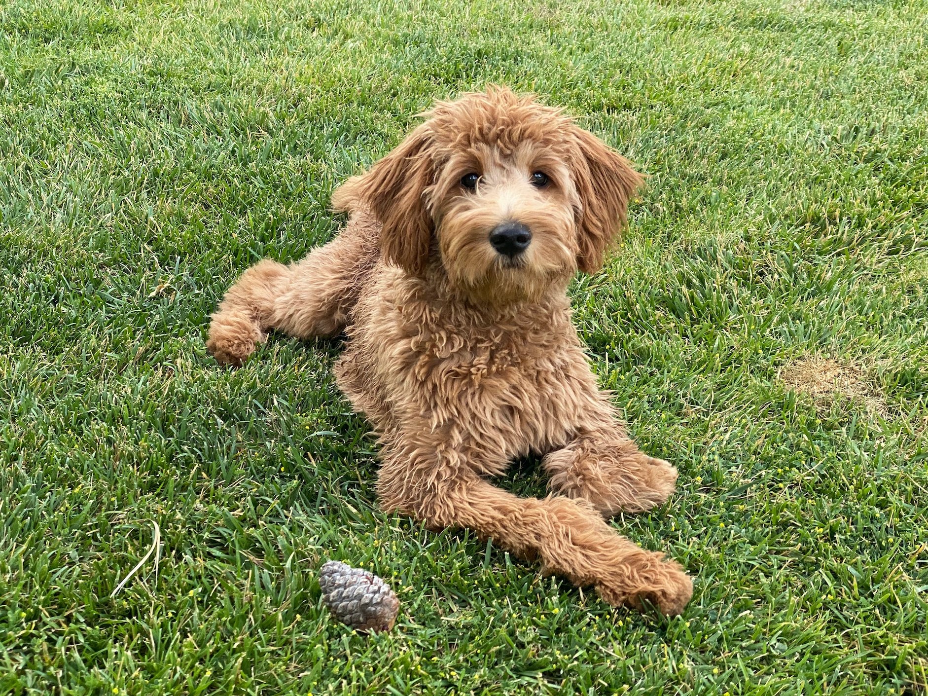 Love Large Dogs but Hate the Hair? Here Are the Best Big Breeds That Don’t Shed