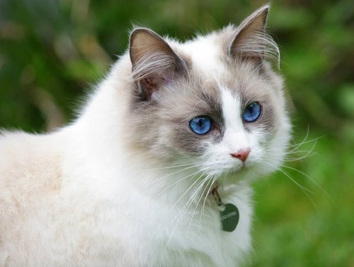 8 Affectionate Cat Breeds That Will Always Find Their Way Into Your Heart
