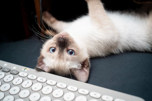 10 Signs Your Cat Is Truly Happy (And 5 That Signal Sadness)