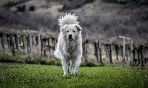  Doggy World - cover