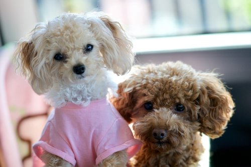 10 Classic Dog Breeds That Are All About Luxury and Style