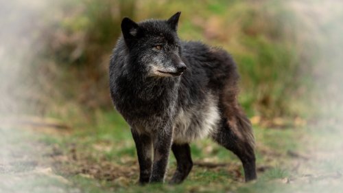 10 Facts About the Mysterious American Black Wolf