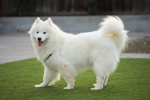 Why Samoyeds Long for Companionship, Attention, and Affection More Than Other Dog Breeds