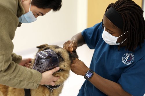 10 Habits That Will Make Your Dog Live Longer (And 10 That Won’t)