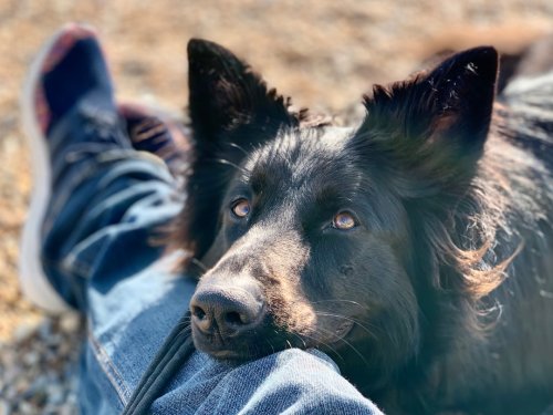 12 Signs You’ve Created an Emotionally Safe Space for Your Dog