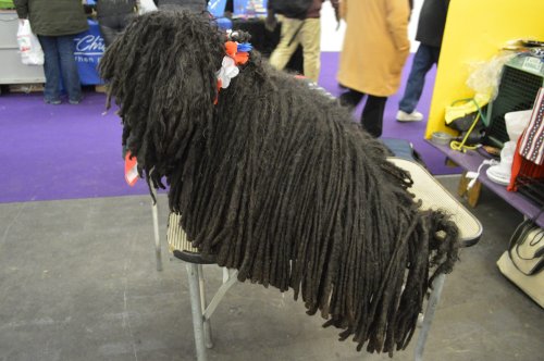 10 Dog Personalities That Fit Your Lifestyle and 5 That Don’t