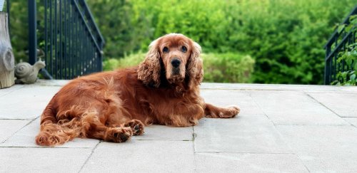 The English Cocker Spaniel is a Charming Blend of Playfulness and Elegance