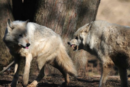How to Handle Encounters with Aggressive Dogs in Public