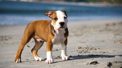 6 US States With The Most Pitbulls