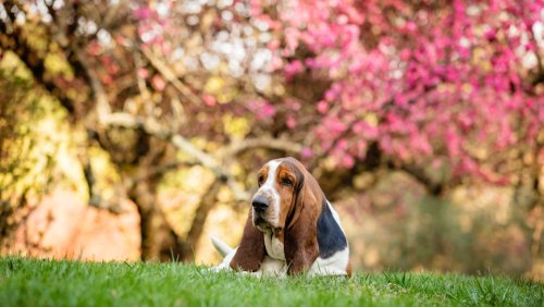 12 Dog Breeds Often Mistaken for Being Dumb (But They’re Smarter than You Think)
