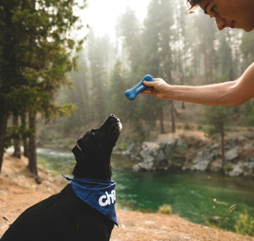 10 Ways Owning a Dog Is Different From Owning a Cat