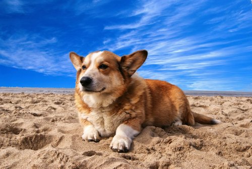 How Neutering Affects a Dog’s Behavior