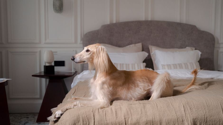 7 Things Dogs Never Forget – No Matter How Much Time Has Passed - cover