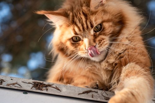8 Cat Breeds that Bond Instantly with Humans and 5 Who Don’t
