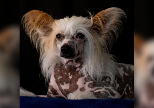 An Owner’s Guide to the Chinese Crested Dog