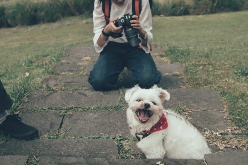 8 Reasons Why The Maltese Dog is Not for Everyone
