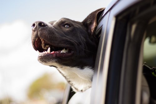 13 Everyday Things Every Dog Loves