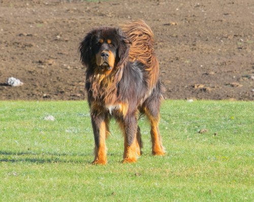 15 Most Expensive Dog Breeds