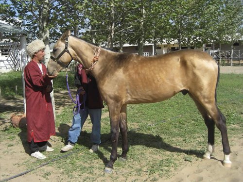 8 Ancient Horse Breeds That Still Exist Today
