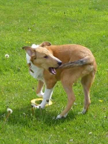 8 Common Dog Behaviors That Puzzle Owners (And How to Handle Them)