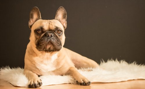 How The French Bulldog’s Charm Enhances City Living
